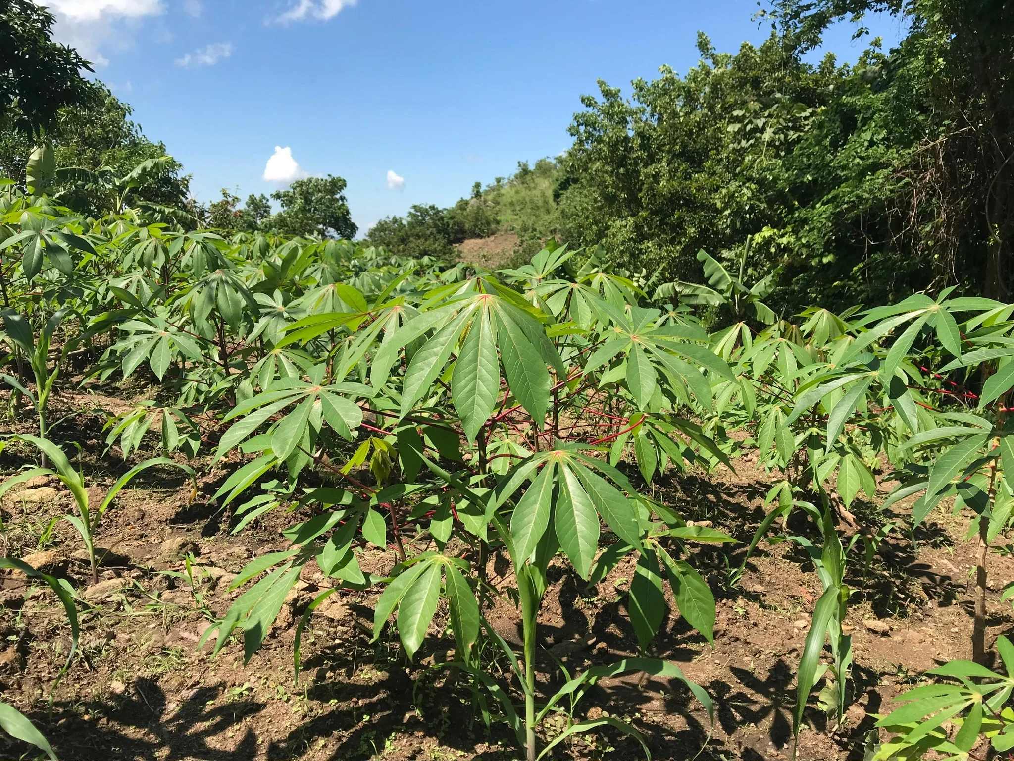 Plantação de mandioca